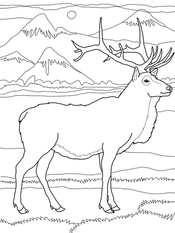 Elk Or Wapiti Coloring Page